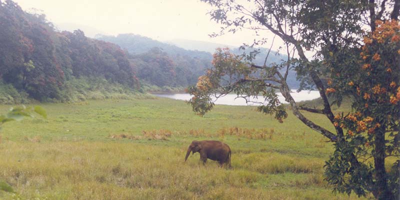 Periyar National Park, India