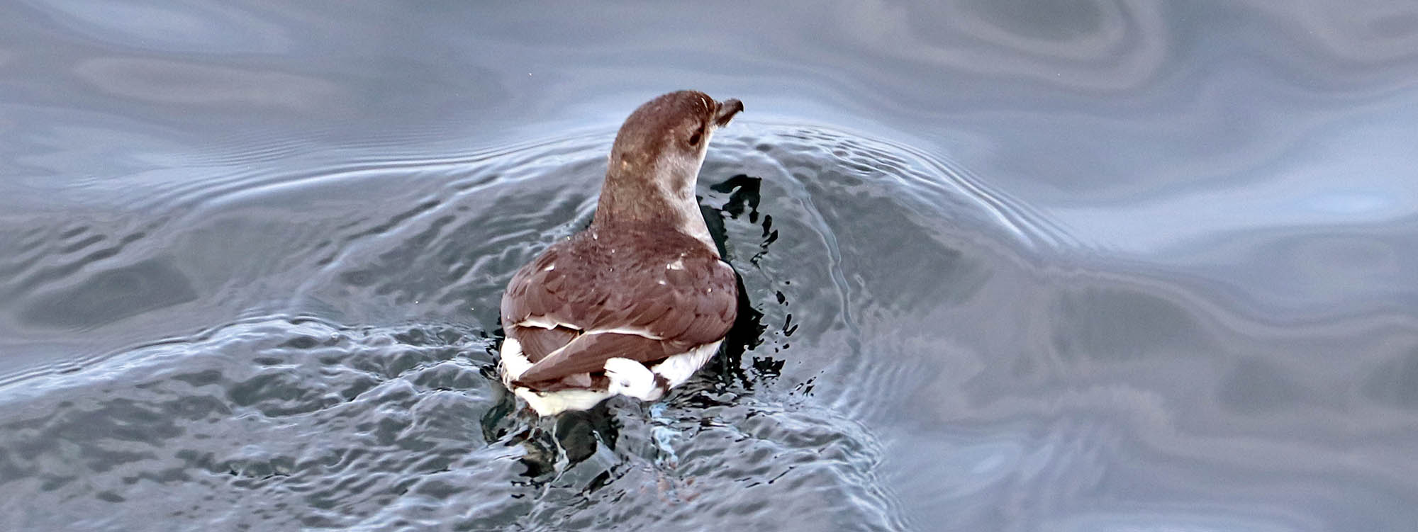 peterel-diving-common-tasmania