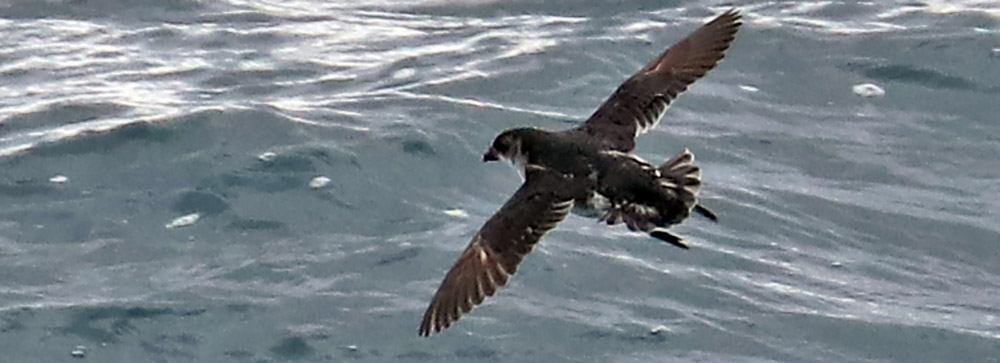 petrel-diving-common-scotia-sea