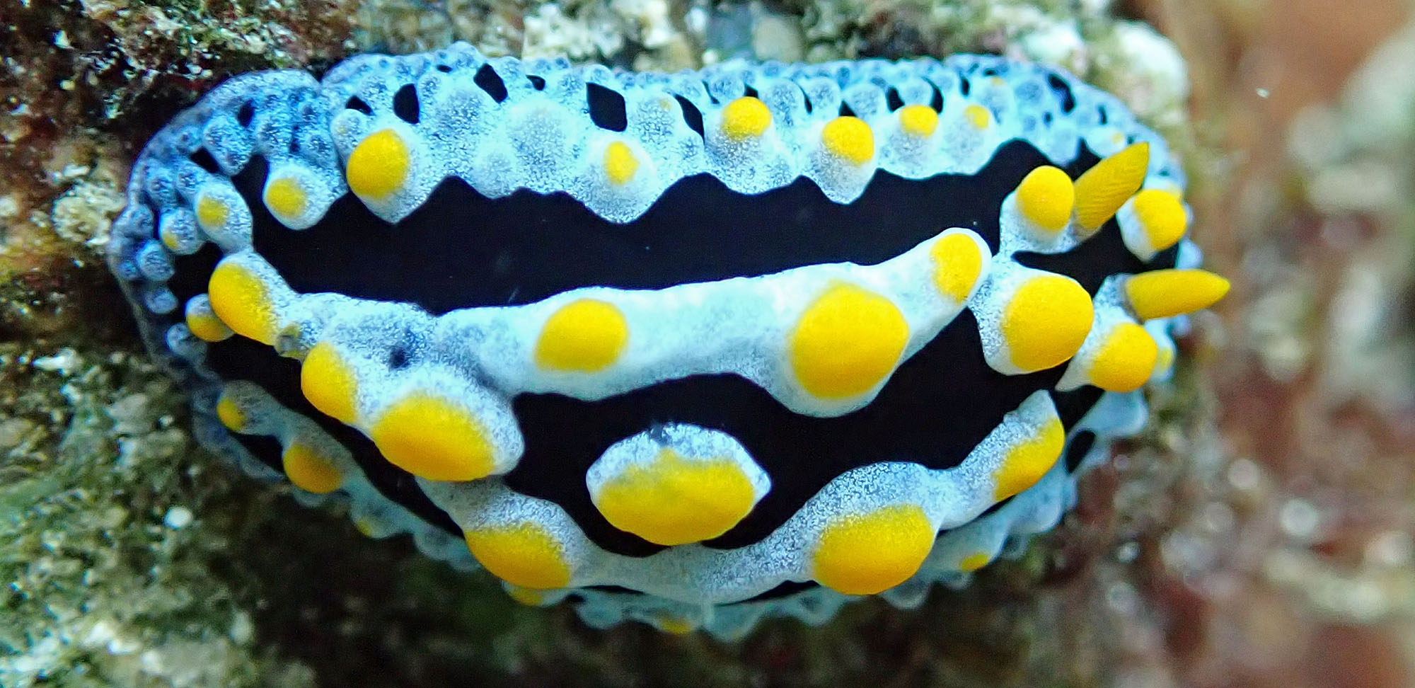 nudibranch-tufi-