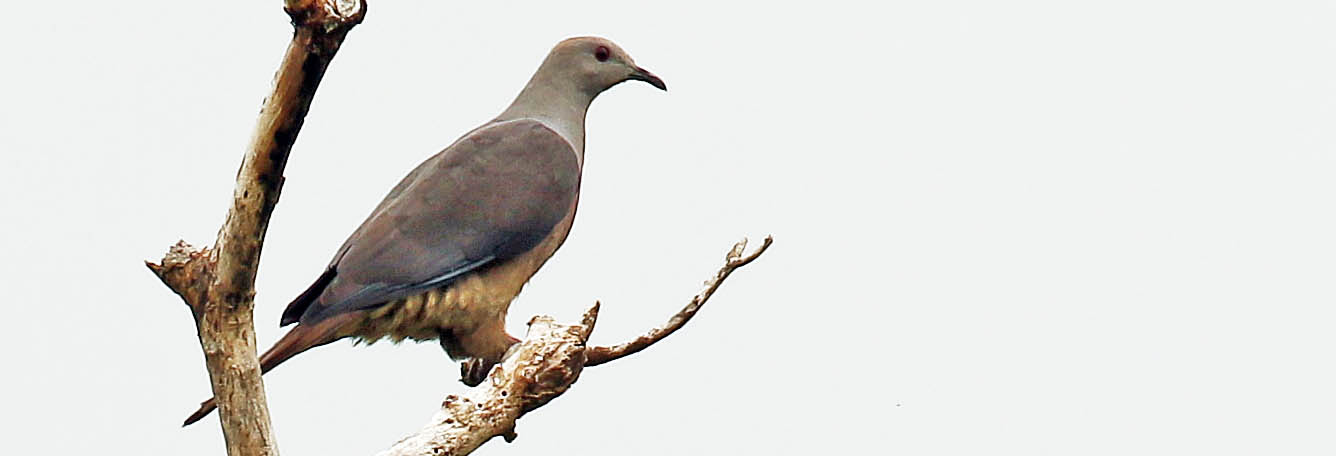 pigeon-barking-lautoka-taveuni