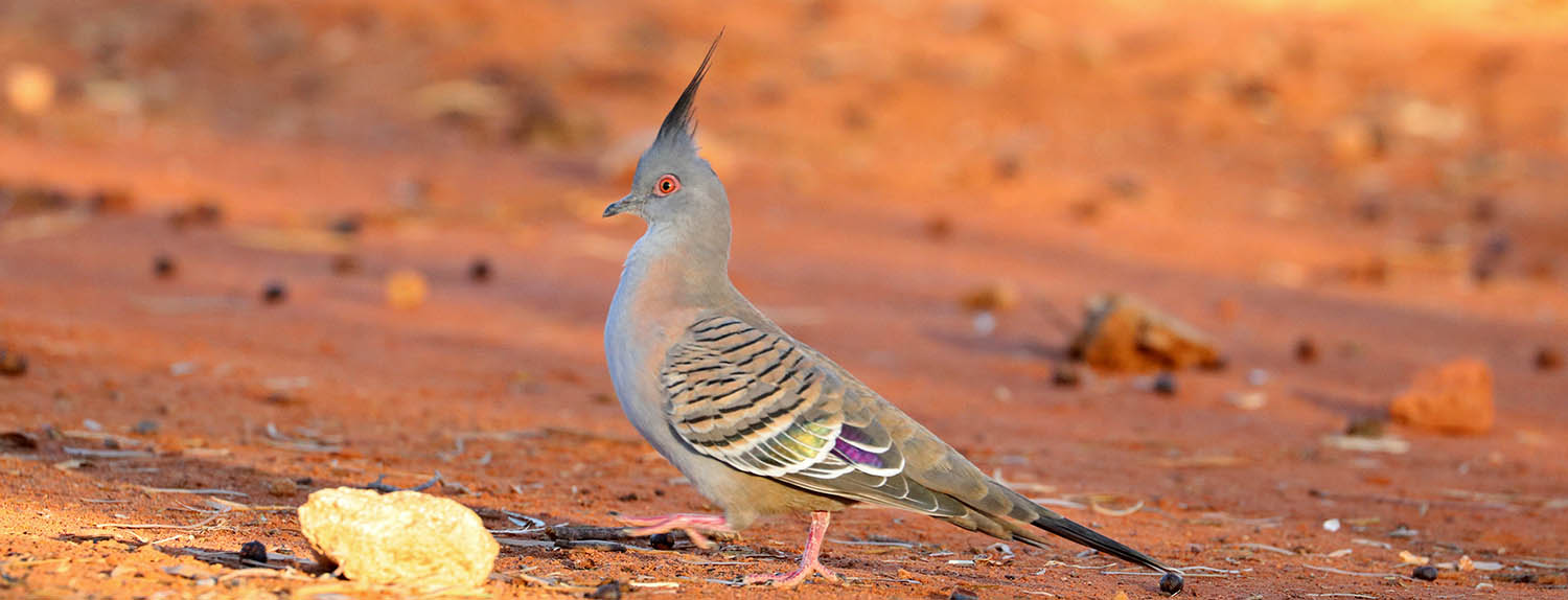 pigeon-crested-nallan