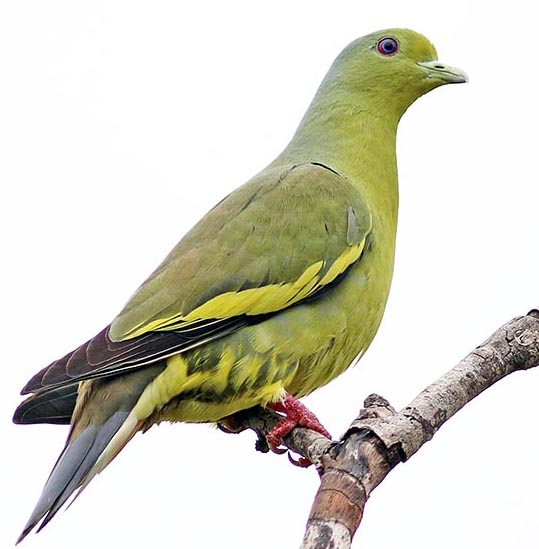 pigeon-orange-breasted-female-yala