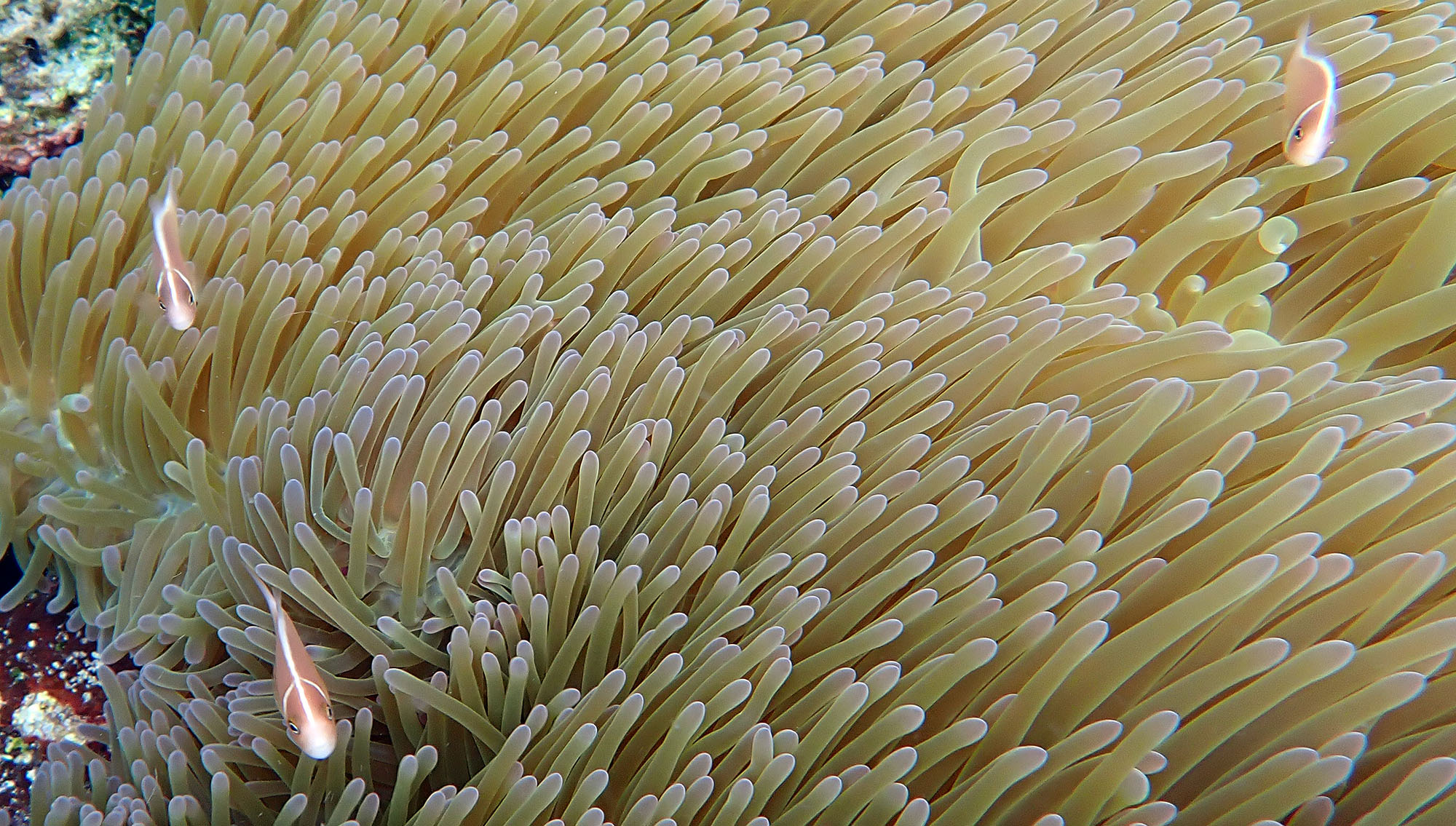 pink-skunk-anemone-njari-