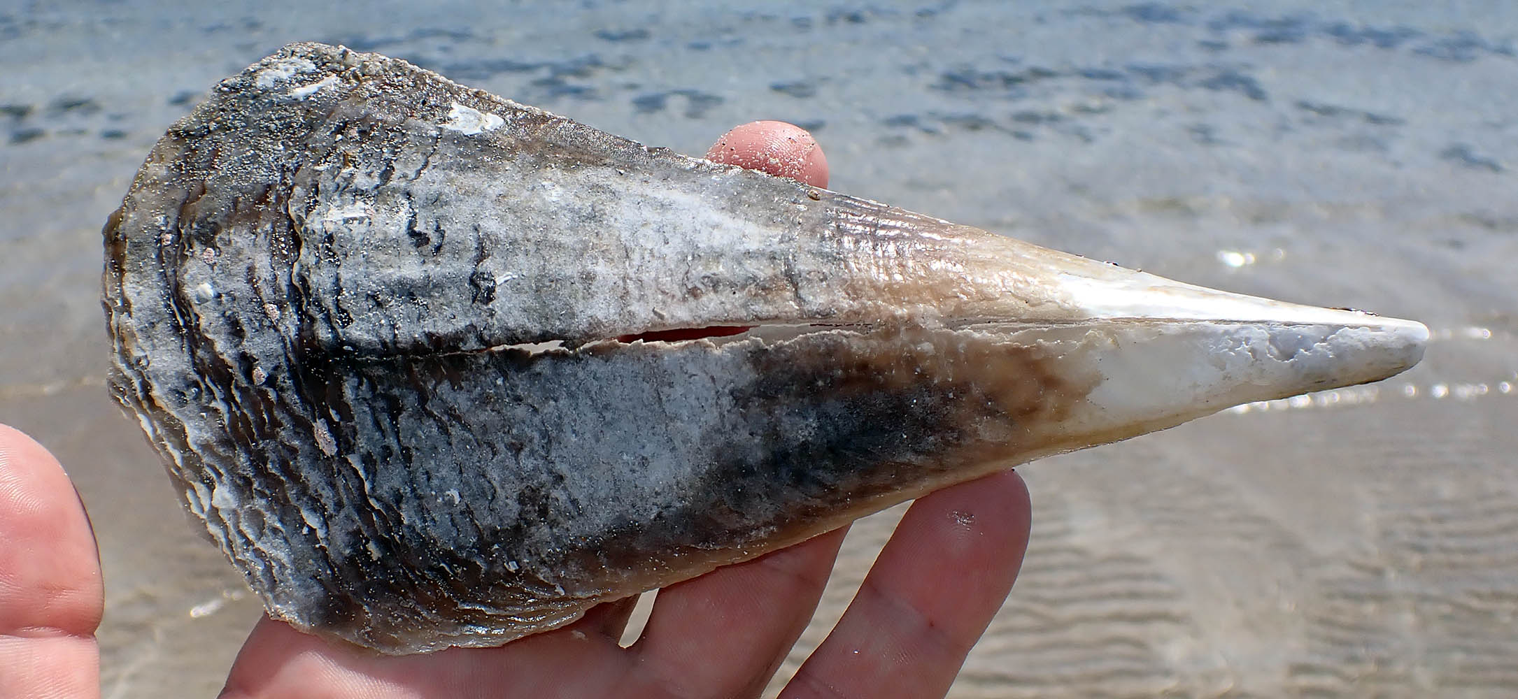 pinna-razor-shell-donnington-SA