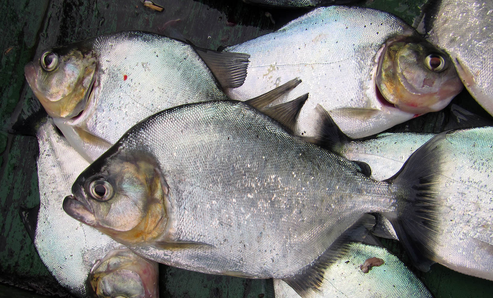 piranha-group-antonios-amazon-brazil