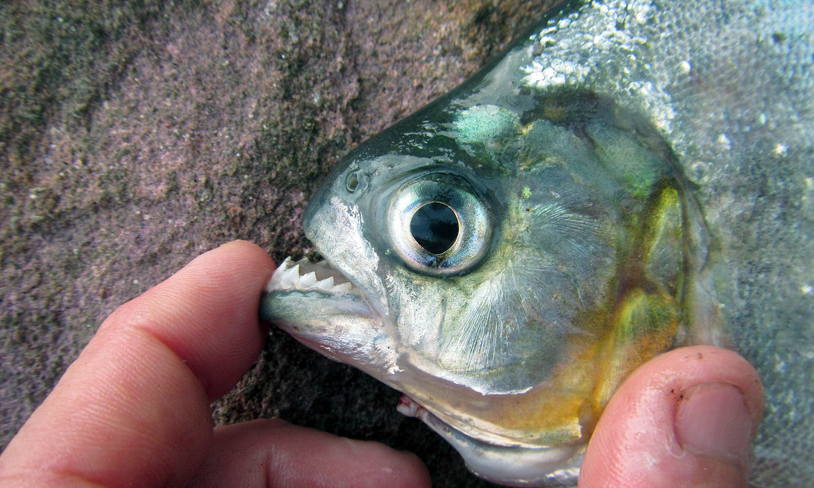 piranha-teeth-amazon-brazil