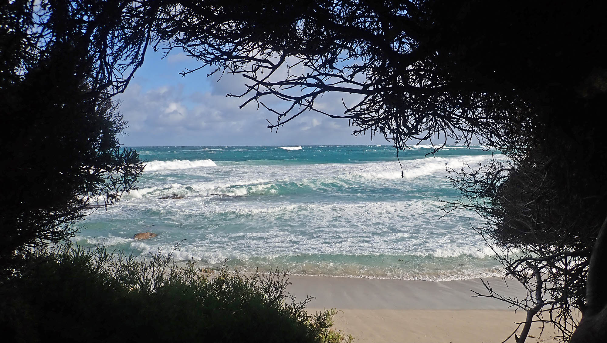 plants-sillouhette-leeuwin-WA