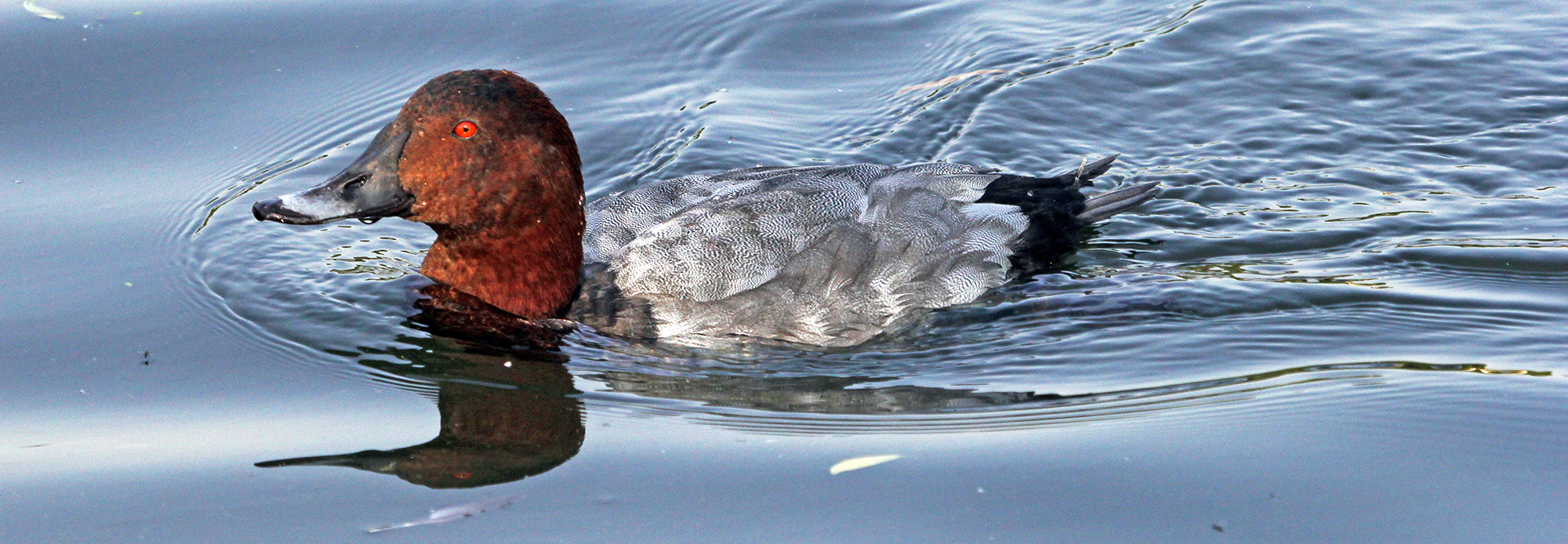 pochard-common-regents-park-england