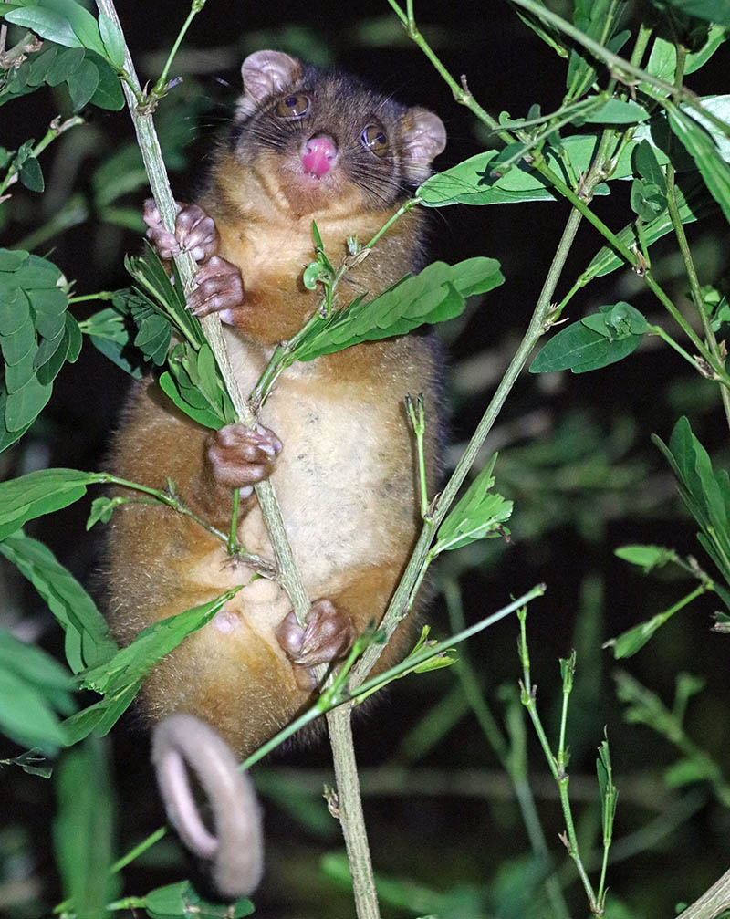 possum-ringtail-common-maroochydoore