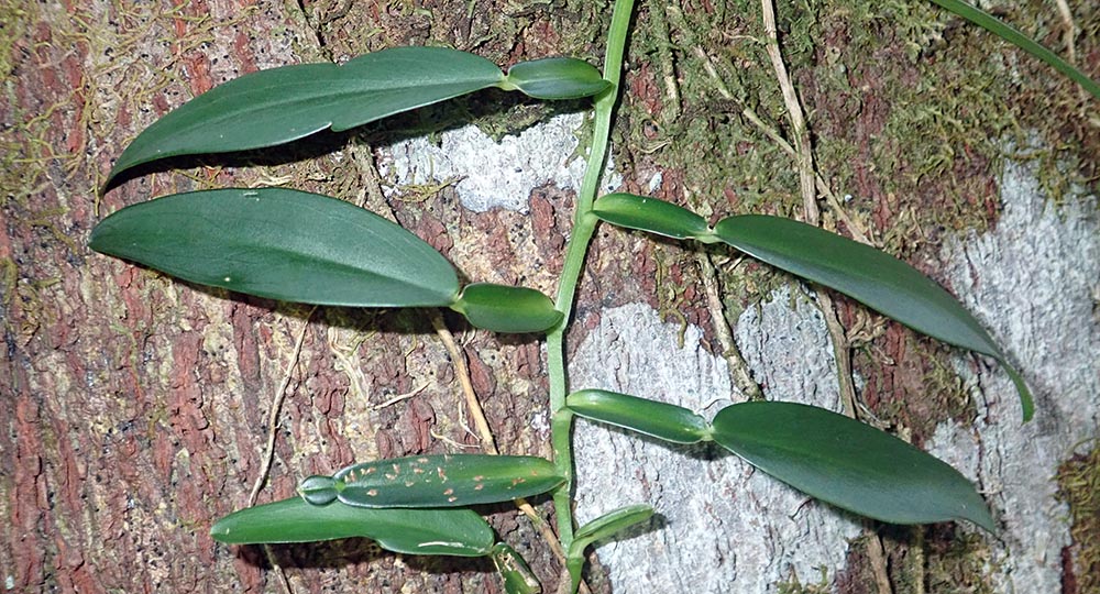 pothos-madagascar