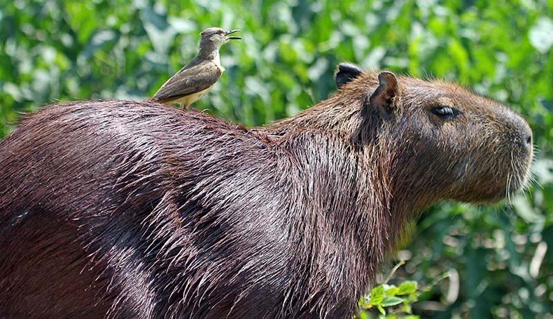 pousa-alegre-capybara