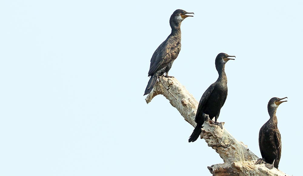 prek-toal-cormorant-indian