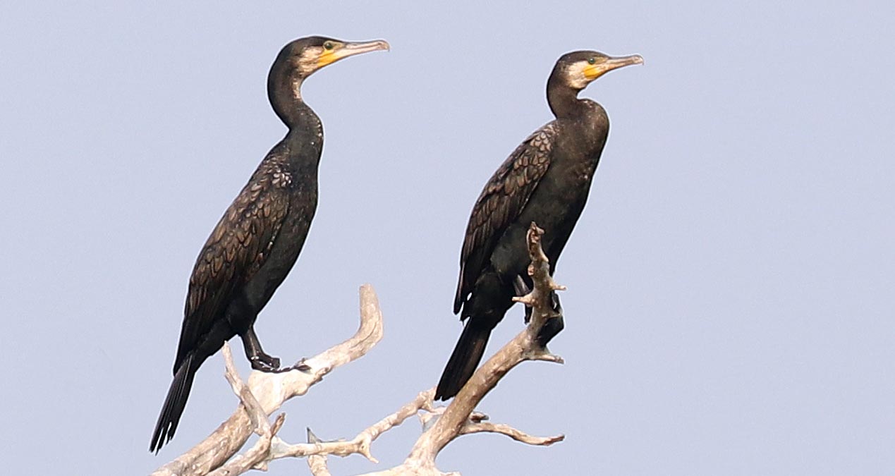 prek-toal-great-cormorant
