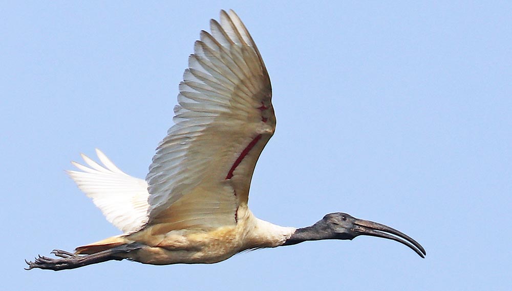 prek-toal-ibis