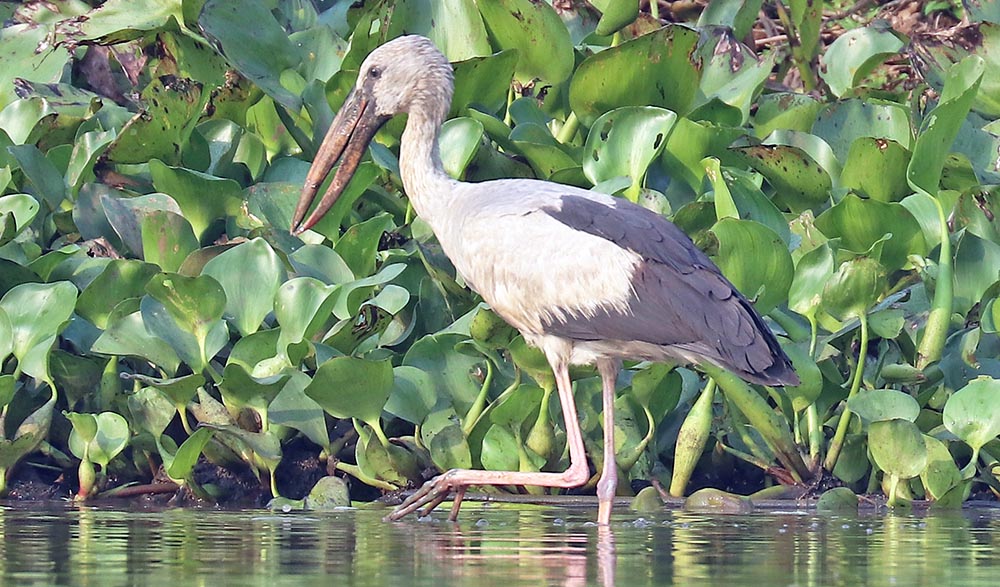 prek-toal-openbill-feeding