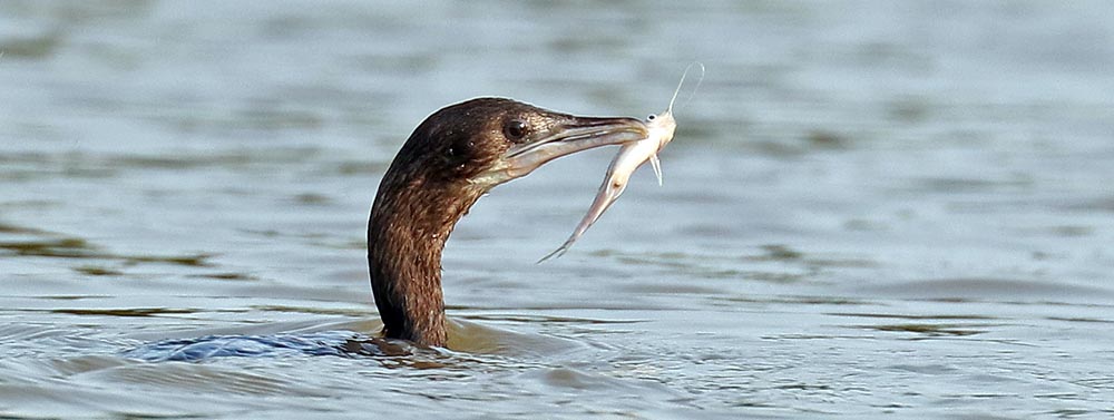 prek-toal-shag-feeding