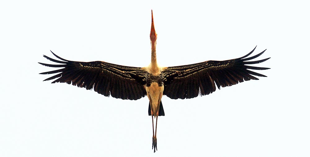prek-toal-stork-painted