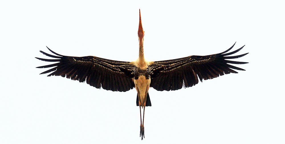 Painted Stork, (image by Damon Ramsey)