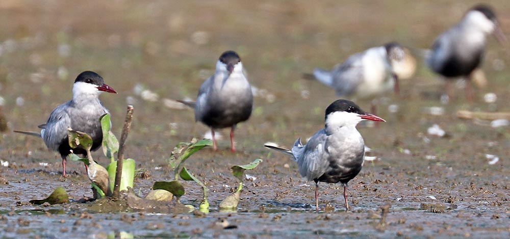 prek-toal-tern