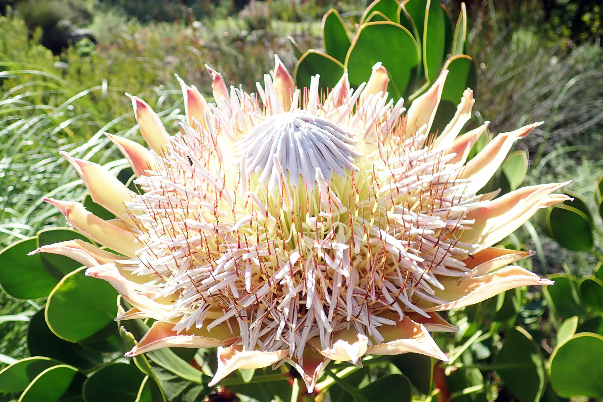 protea-king-kistenbosch