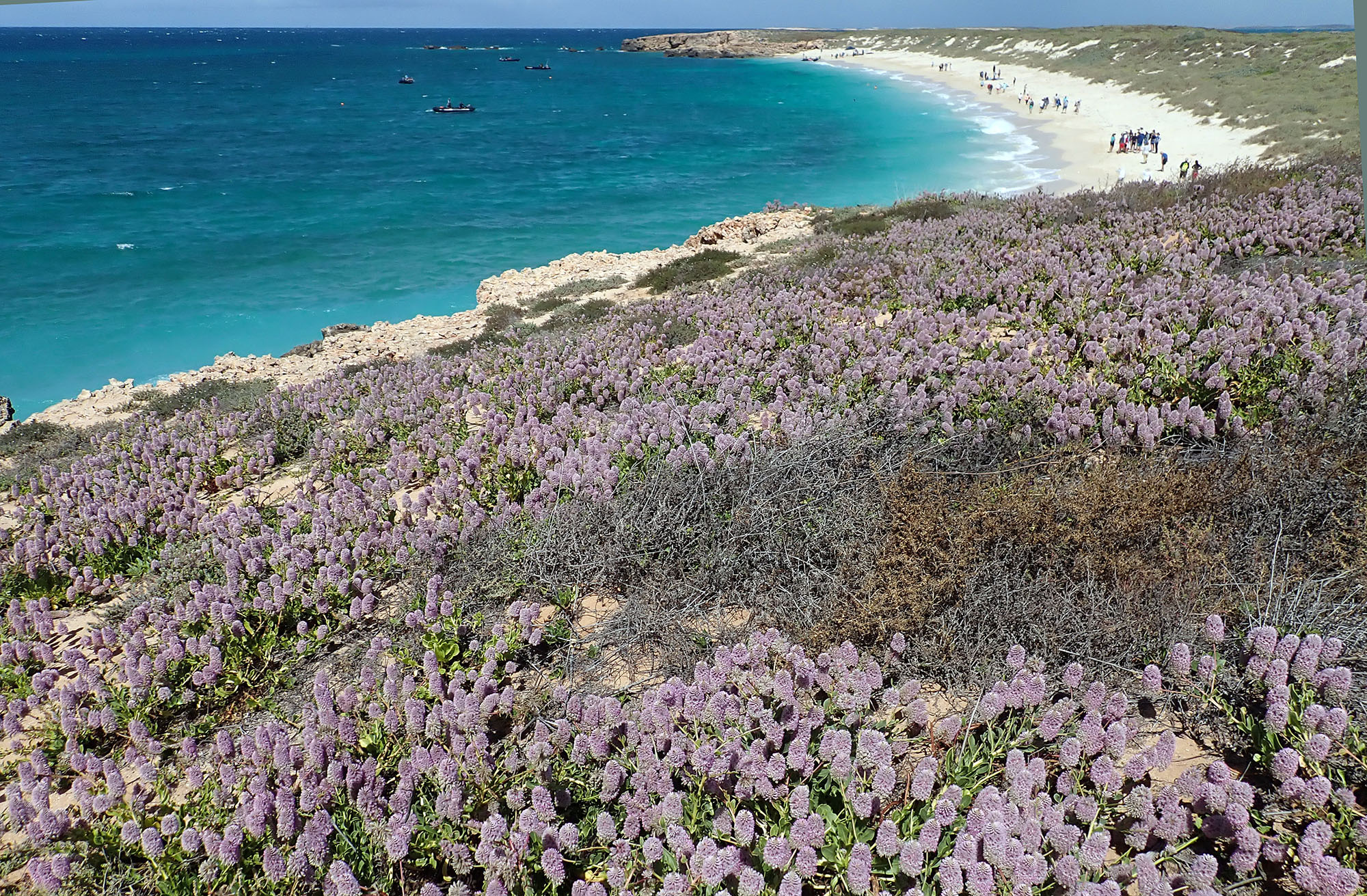 pussy-cat-tails-montebellos