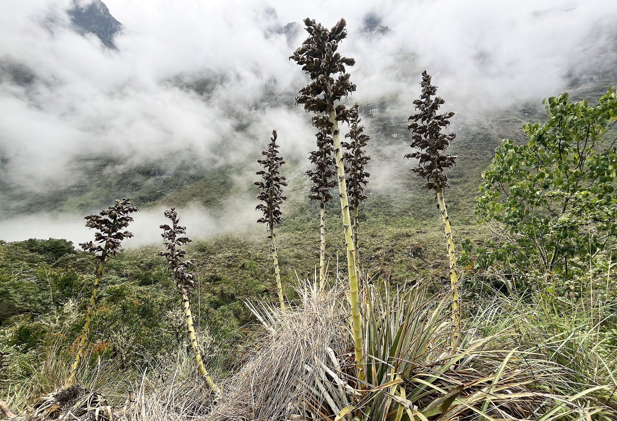 jucumari-lodge-puya-