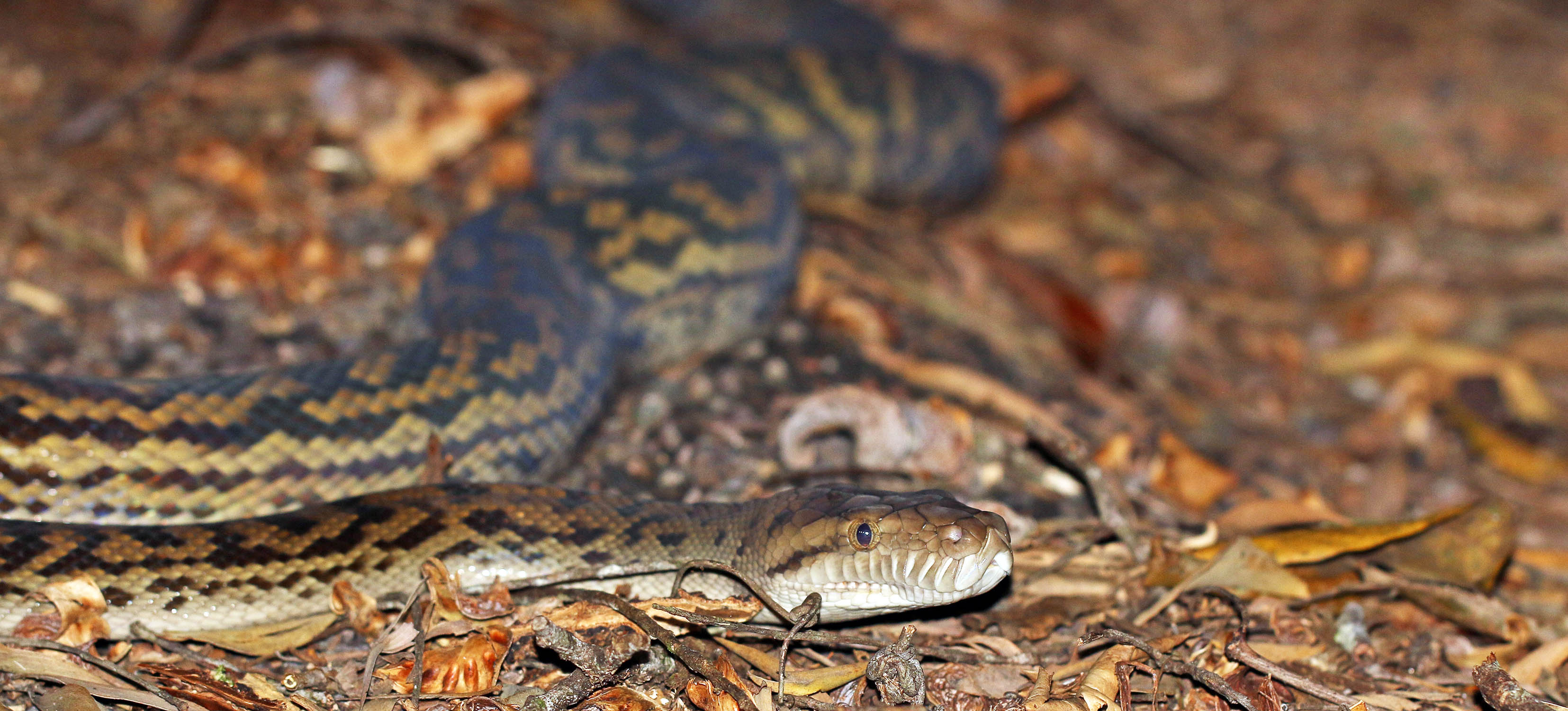 python-scrub-tablelands