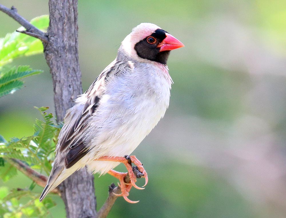 hluhluwe-red-billed-quela