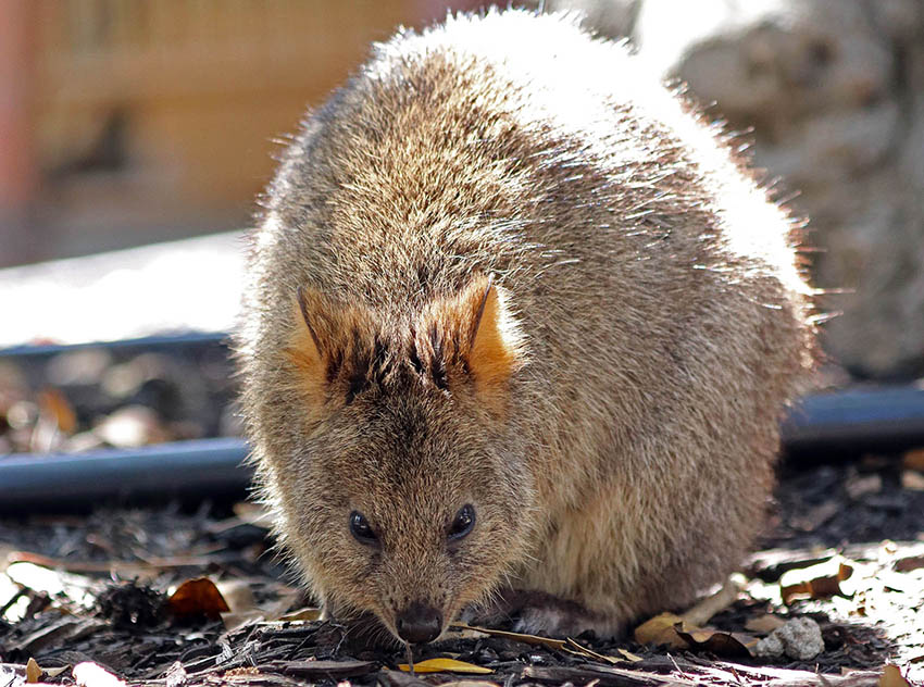 quokka-rottnest
