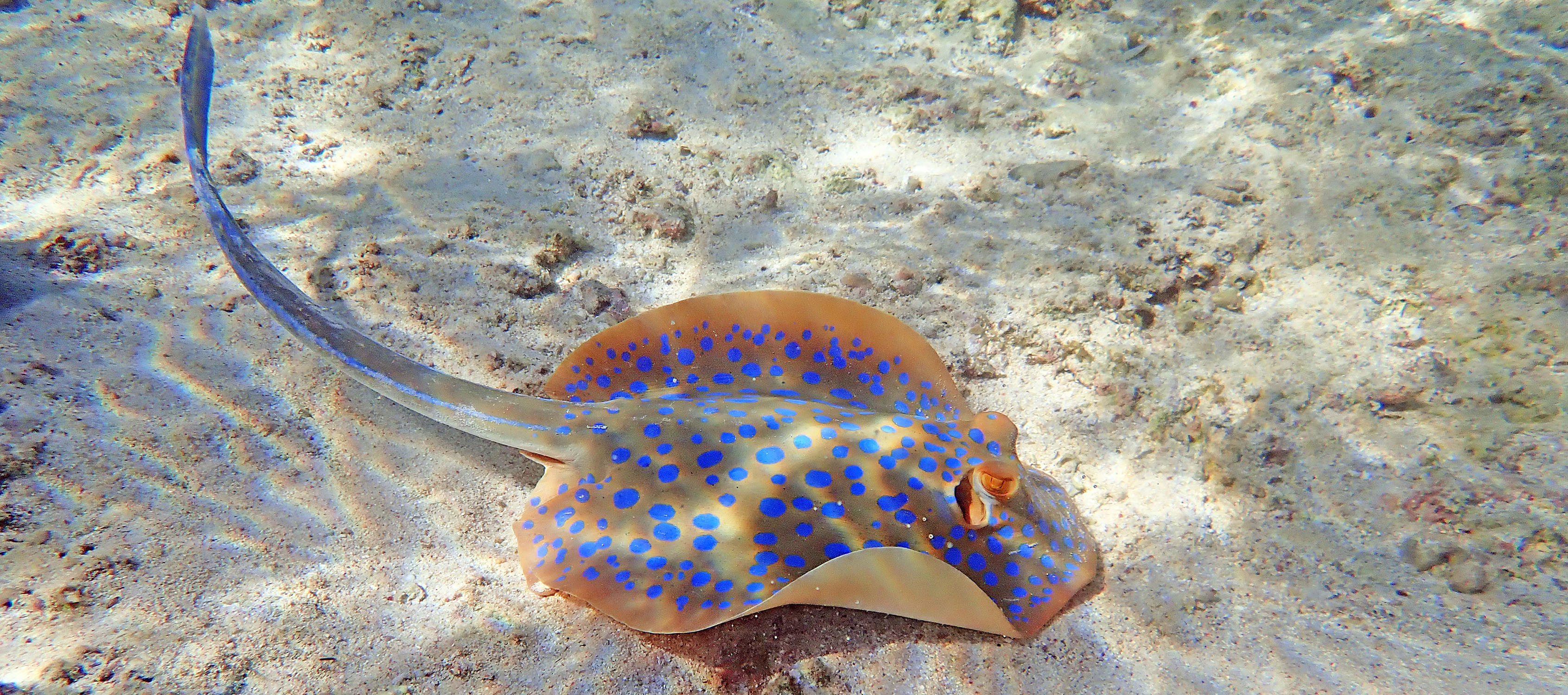 ray-blue-spotted-lagoon-stacks-ningaloo