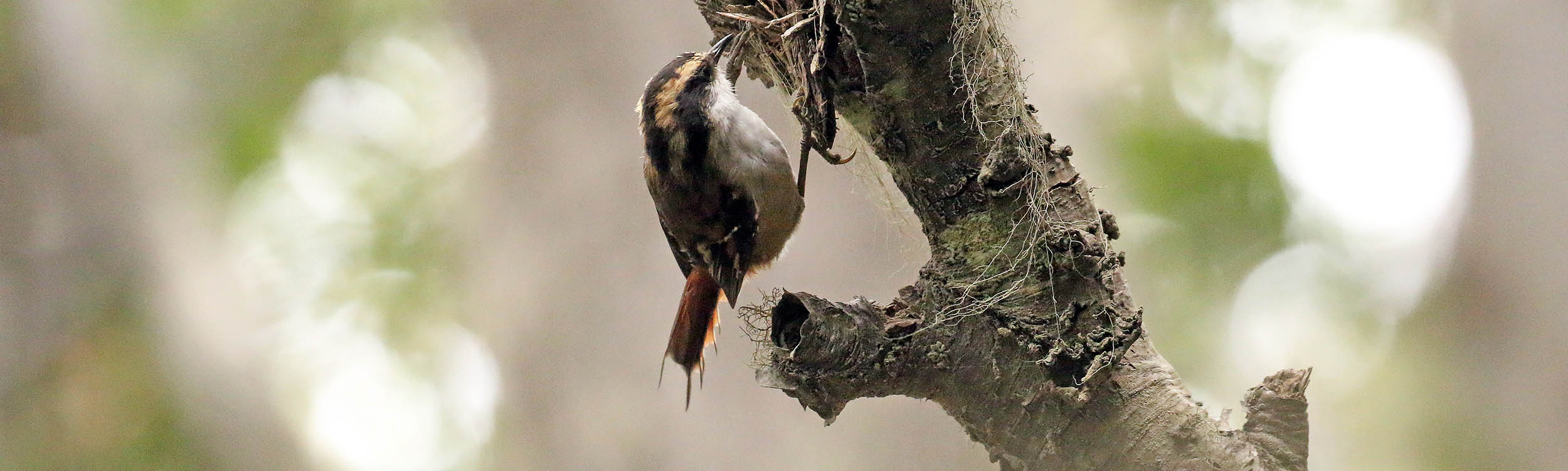 thorntail-tail-ushuaia
