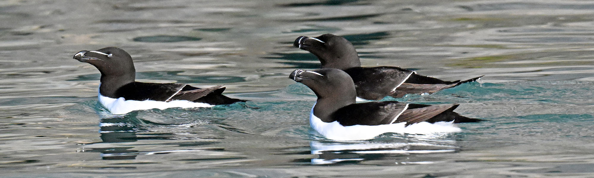 razorbills-on-water-surface-2026-7-7-evighedsfjord-greenland-DSC_9882