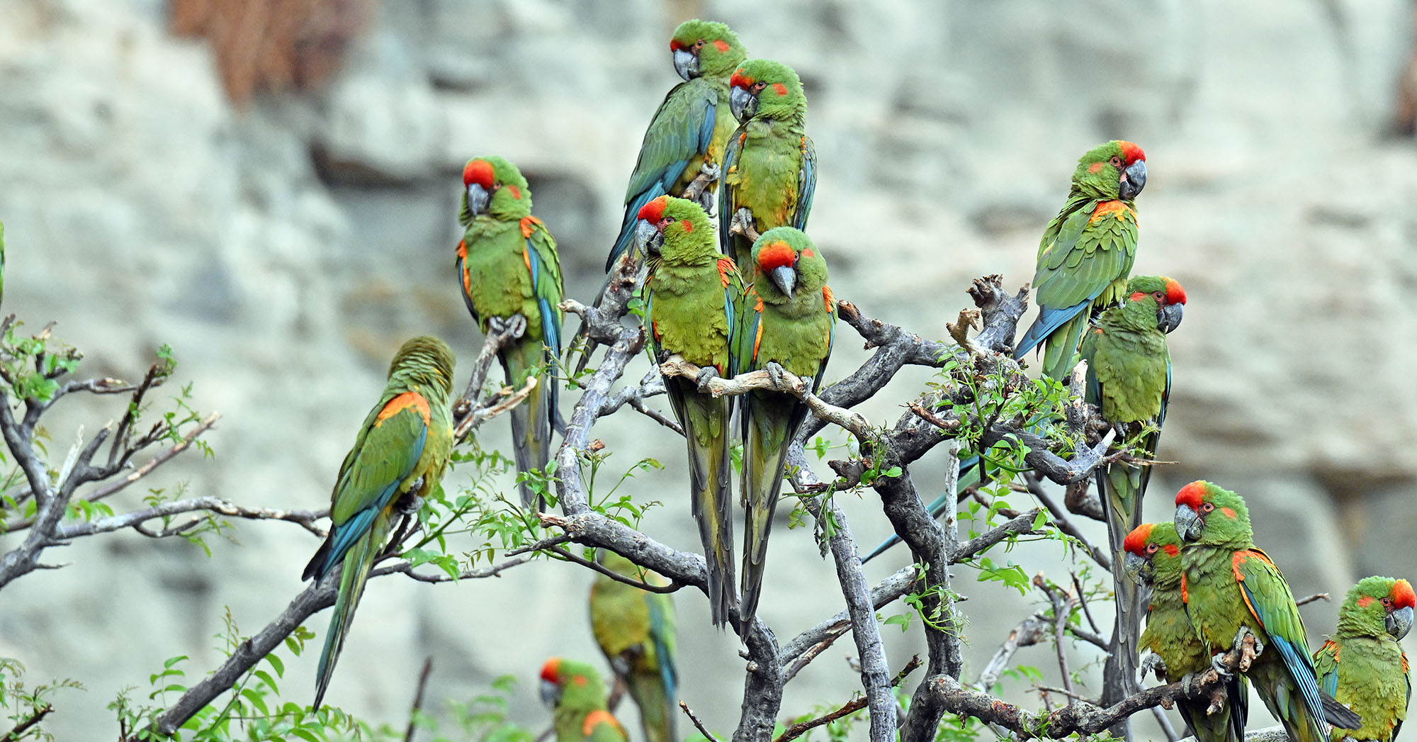 red-fronted-macaws-in-tree- red-fronted-macaws-in-tree-
