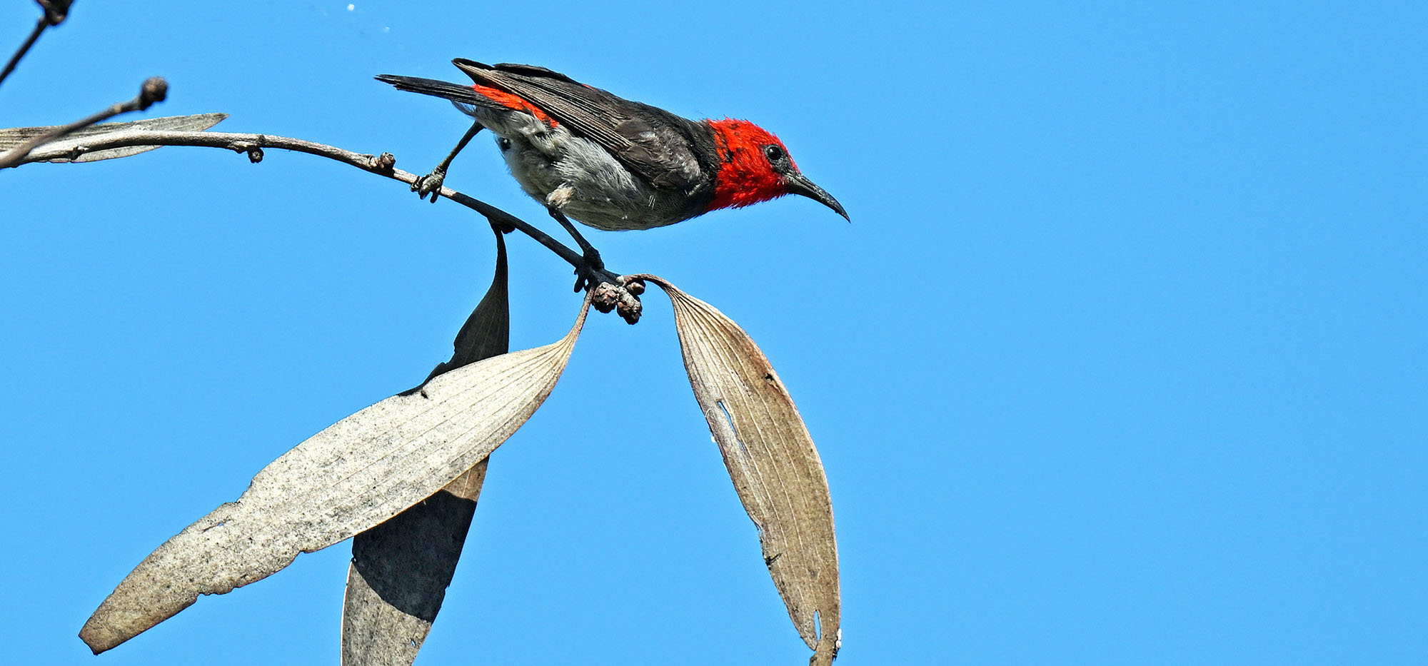 red-headed-honeyeater-