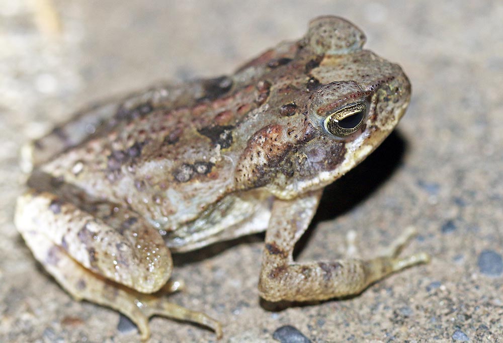 toad-rhinella-marinus