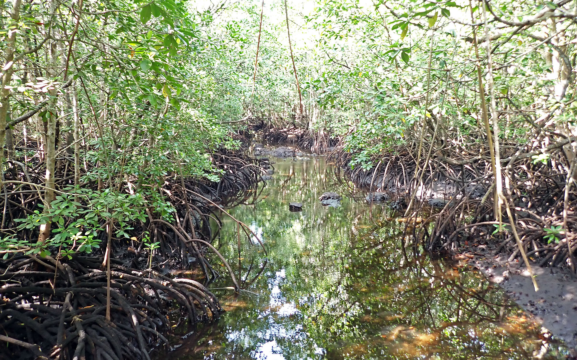rhizopora-mucronata-zanzibar
