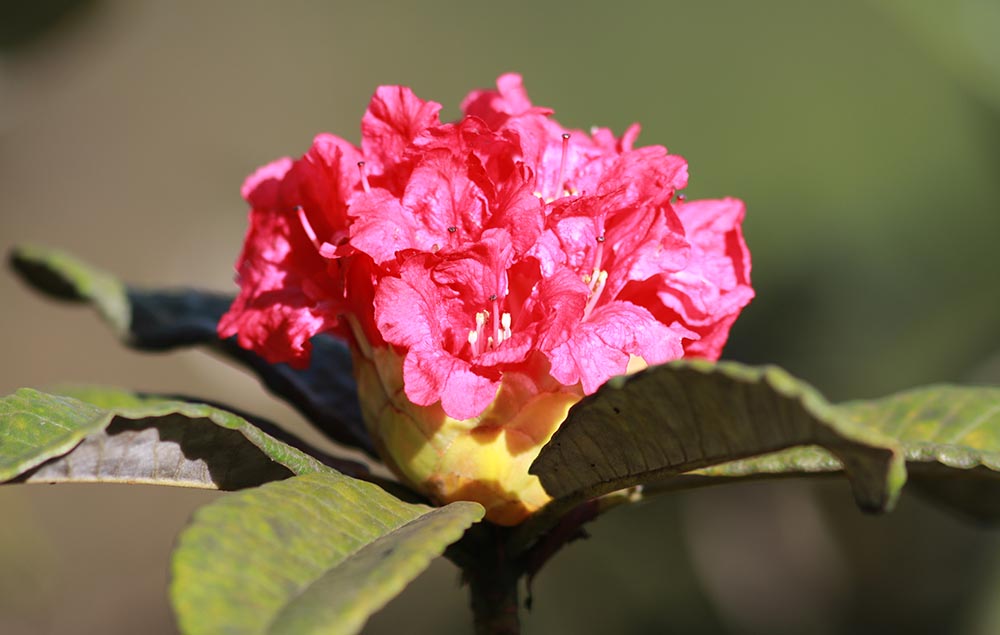 rhododendron-aboreum
