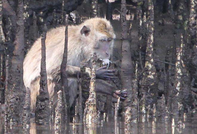 rinca-monkey