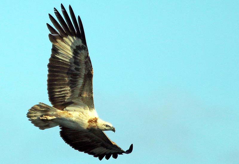 rinca-eagle