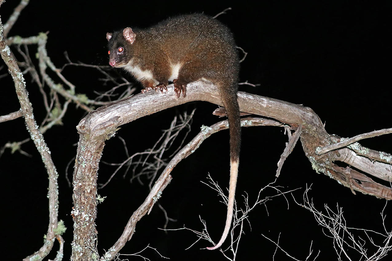 ringtail-western-tail-busselton