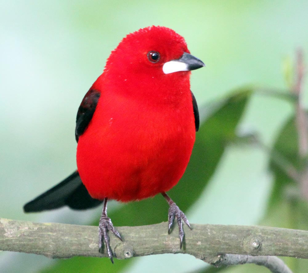 RioSugarLoafTanager