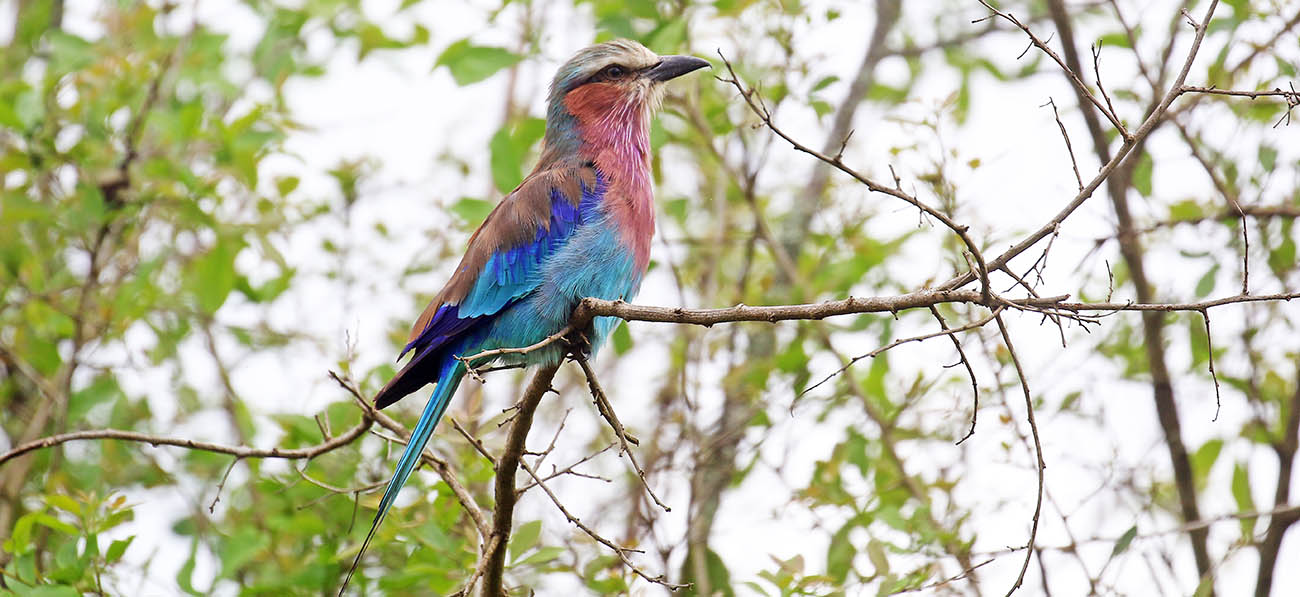 roller-lilac-breasted-lake-mburo