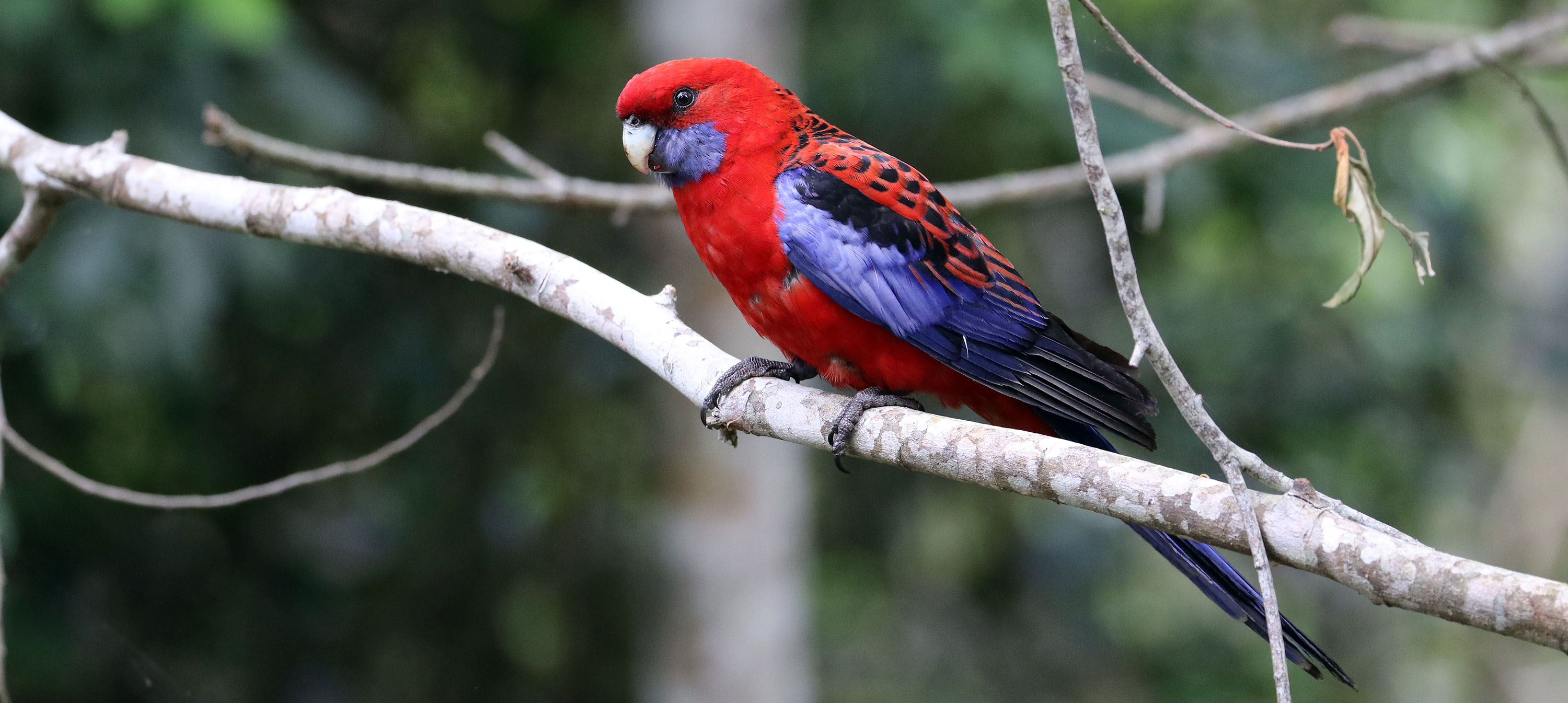 rosella-crimson-2-oreillys