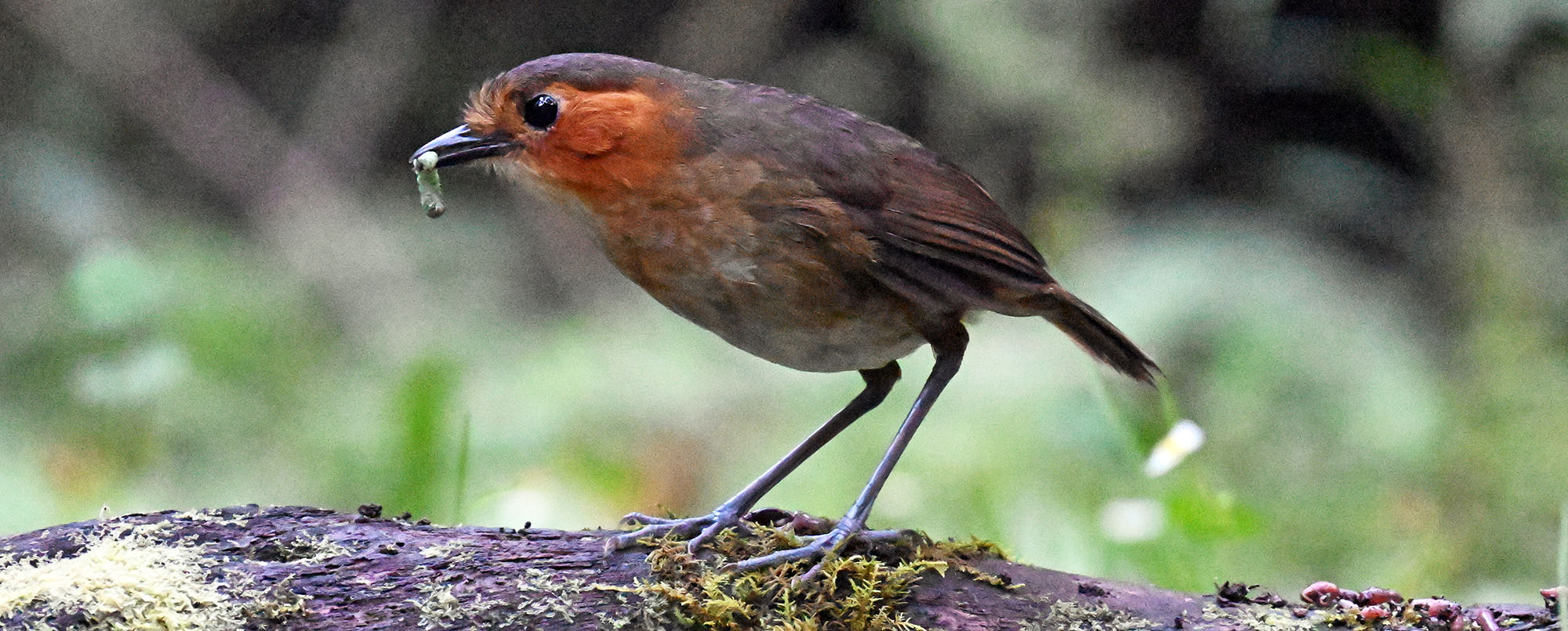 jucumari-antpitta- jucumari-antpitta-