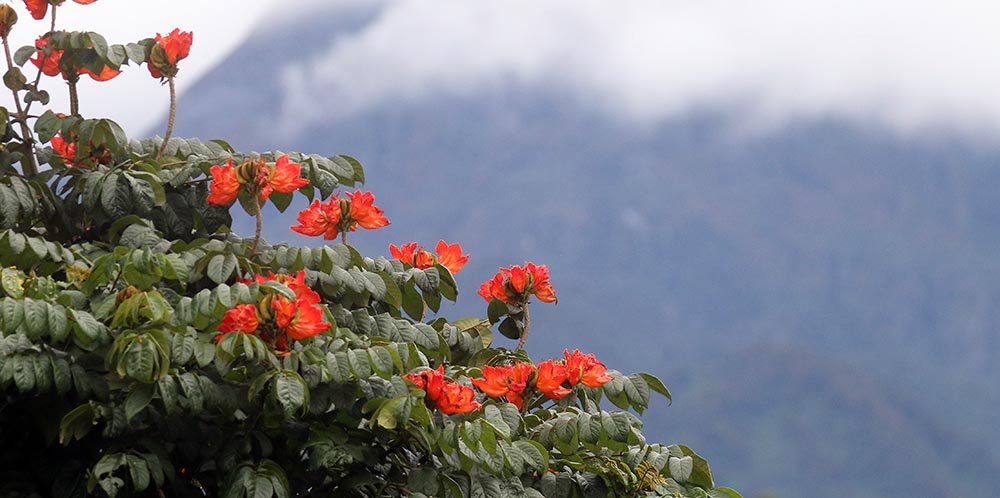 rwenzori-tulip-oak