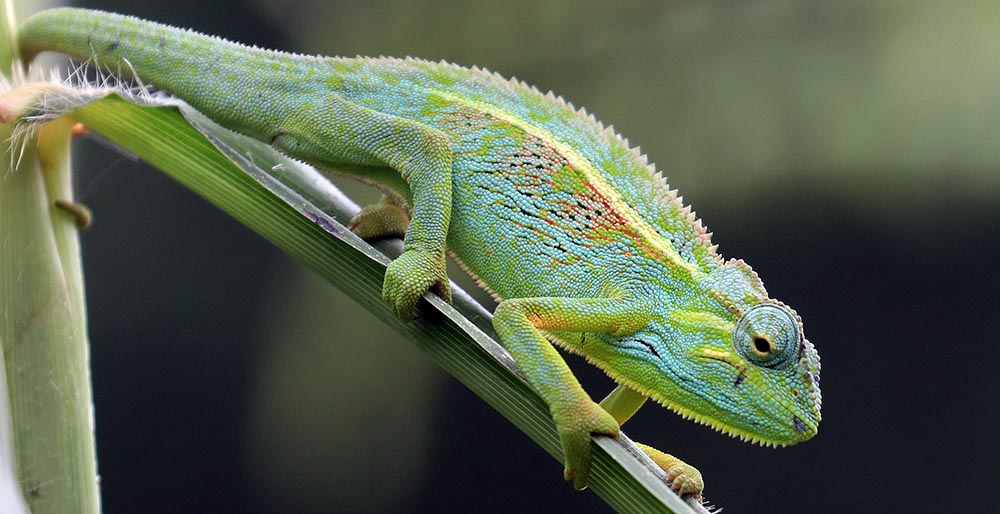 rwenzori-chameleon-side-striped