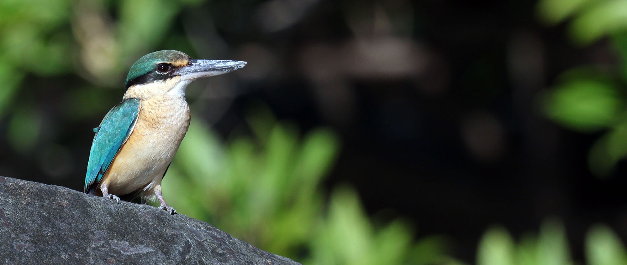 sacred-kingfisher-