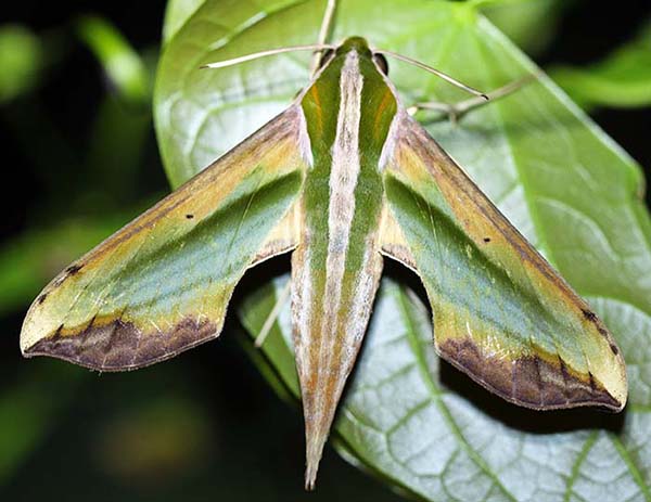 samarn-hawk-moth