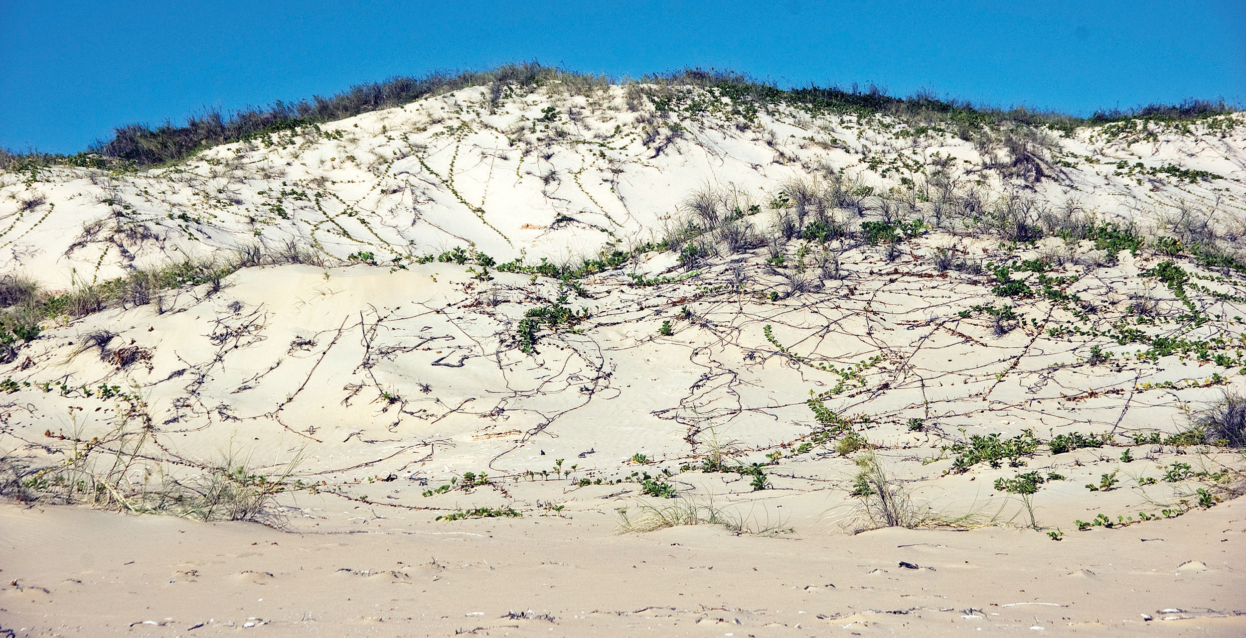 sand-dune-sparse-vegetation